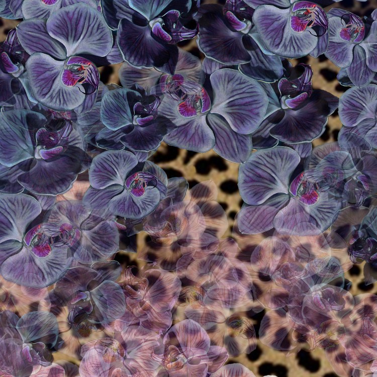 ORCHID FUSION SNAPSHOT