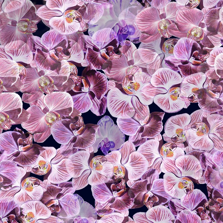ORCHID FUSION SNAPSHOT